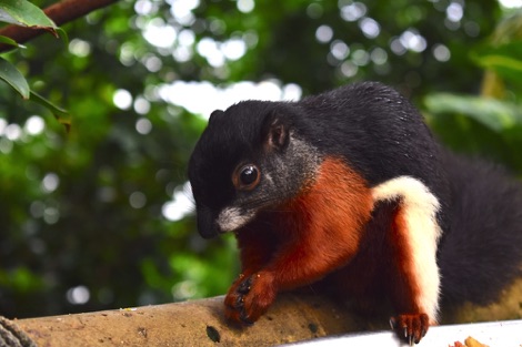 Prevost's squirrel, Randers Regnskov